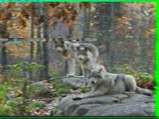 SSTV image from PC1K_2M